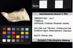 Foto (Objket + Etiketten) von Cracensigillatus acutirostrus (Moericke, 1889) 